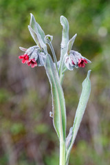 Pardoglossum cheirifolium. Planta con flores de oreja de liebre. Carruchera.