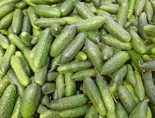 greenhouse cucumbers as a background