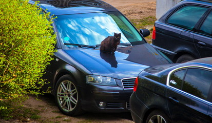 Cat on the car