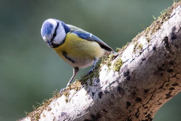mésange bleue