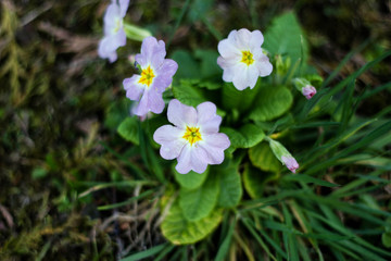 De jolies fleurs pour enrichir vos créations