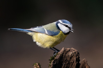 mésange bleue
