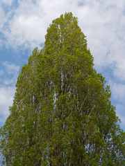 Close-up of a pyramid-shaped evergreen tree against blue sky with clouds.