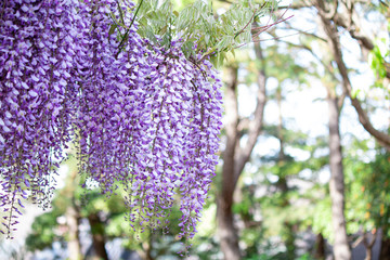 藤の花