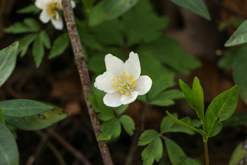 De jolies fleurs pour enrichir vos créations