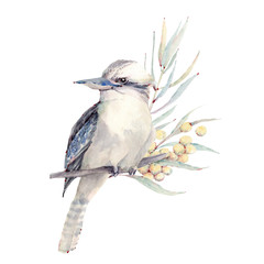 Watercolor bird illustration. Wildlifw of Australia. - 340573094