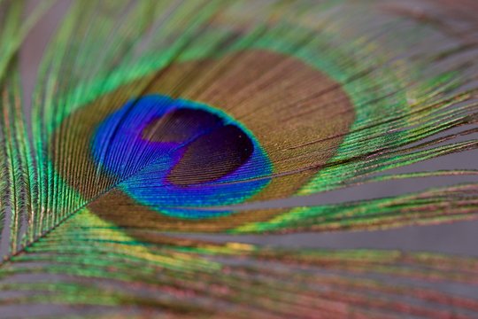 close up image of a peacock feather.