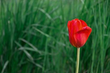 Red Tulip on a painted background