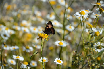 Butterfly on a yellow plant
