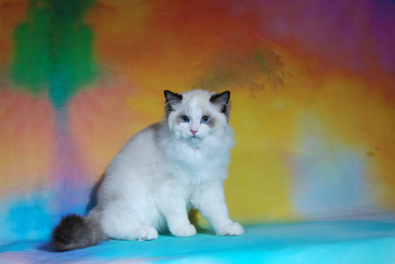 cat show on background full of color