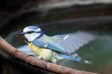 mésange bleue