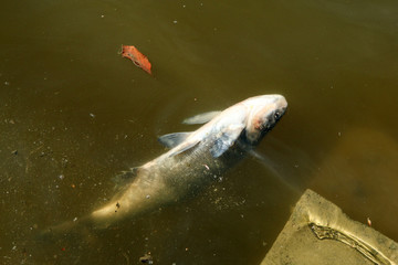 The dead fish in the pond lying with a waste and mess. Ugly symbol for pollution of the environment. 