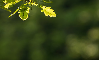Fresh bright oak leaf, spring sprout in the woods. Green, vibrant background.