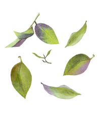 set of green citrus leaves