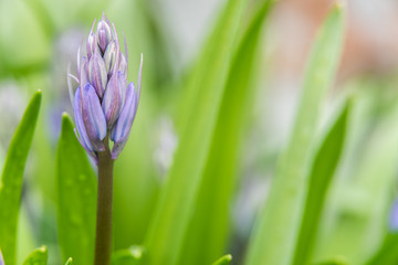 A detailed close up of a blue coloured bluebell just before it opens into it's signature shape