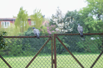 Funny animals, two birds look away from each other sitting on a fence