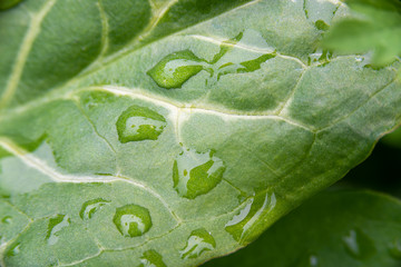 Droplet of water on leaves