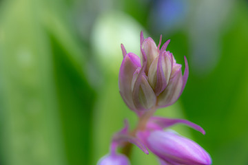 A detailed close up of a pink Spanish bluebell just before it opens into it's signature shape. These are also known as Spanish Squill, or Wood Hyacinths