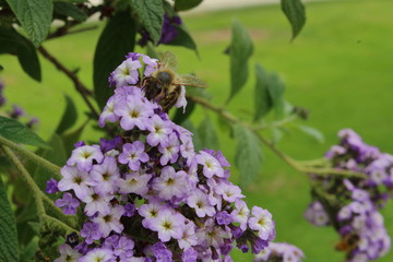 Biene auf lila Blume