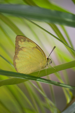 Common yellow butterfly Eurema hecabe  in leaves /bush/ habitat/grass.