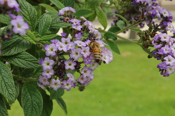 Biene auf lila Blume