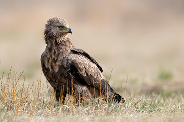 Lesser spotted eagle ( Clanga pomarina )