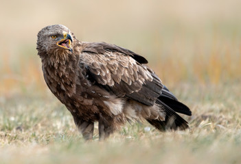 Lesser spotted eagle ( Clanga pomarina )