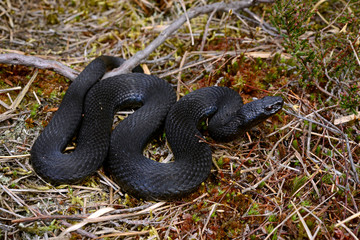 schwarze Kreuzotter (Vipera berus) - black Common adder