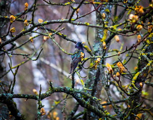 Starling in a tree