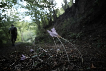 Wild flowers closeup