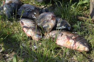 Fresh big perch on a wooden hemp among green grass. A man cleans a fish with a sharp knife. Fish guts, caviar and intestines.