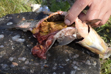 Fototapeta premium Fresh big perch on a wooden hemp among green grass. A man cleans a fish with a sharp knife. Fish guts, caviar and intestines.