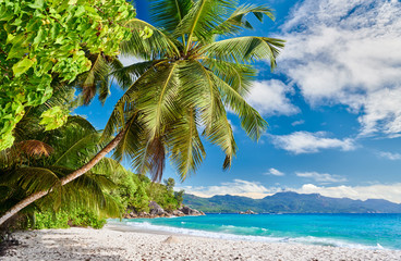 Obraz na płótnie Canvas Beautiful Anse Soleil beach with palm tree at Seychelles