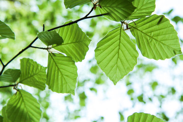 The detail of the fresh green beech tree branch with growing young leaves during the spring time.  - obrazy, fototapety, plakaty