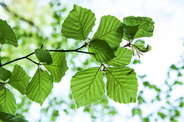 The detail of the fresh green beech tree branch with growing young leaves during the spring time. 