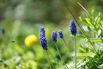 Close up of spring meadow with grape hyacinth, bluebells, green grass and dandelion in April                             