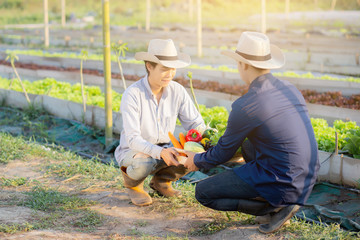 Two young asian man picking up fresh organic vegetable with basket together in the hydroponic farm...
