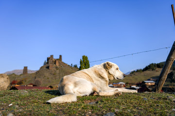 The old fort at the entrance of the village of upper Omalo at sunrise is guarded by a Georgian shepherd dog