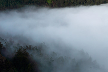 trees with cloudy mist