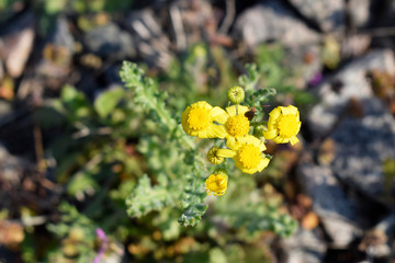 Yellow small wildflowers look like a camomile. Wild field grass.