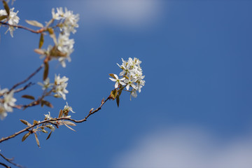 Felsenbirnenast mit einigen Blüten in der Sonne vor Blauem Himmel