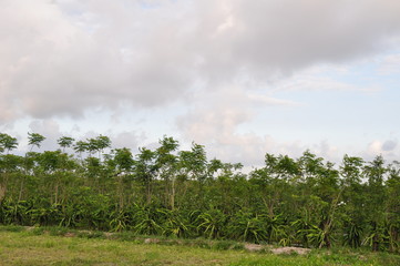 dragon fruit orchard in sempuh