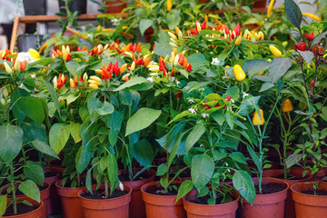 Fototapeta na wymiar Large distribution of planting of seedlings pepper for sale to shops.