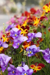 4月に咲くパンジー