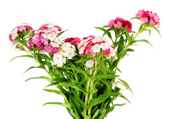 Beautiful bright pink flower Dianthus barbatus, Clade Tracheophytes, Family Caryophyllaceae