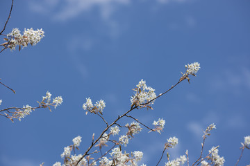 Felsenbirne in der Sonne vor Blauem Himmel