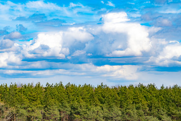 Background closed white clouds blue sky on a background of green forest