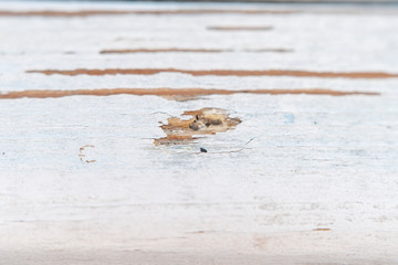 Closeup of chipped white painted old wooden surface. Low depth of field at high magnification.