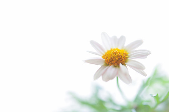 白いマーガレットの花 明るい白背景 左側にコピースペース
