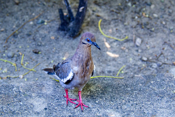 little collared turtleneck walking along the path
